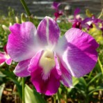Dendrobium Sonia Erika